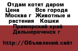 Отдам котят даром › Цена ­ 10 - Все города, Москва г. Животные и растения » Кошки   . Приморский край,Дальнереченск г.